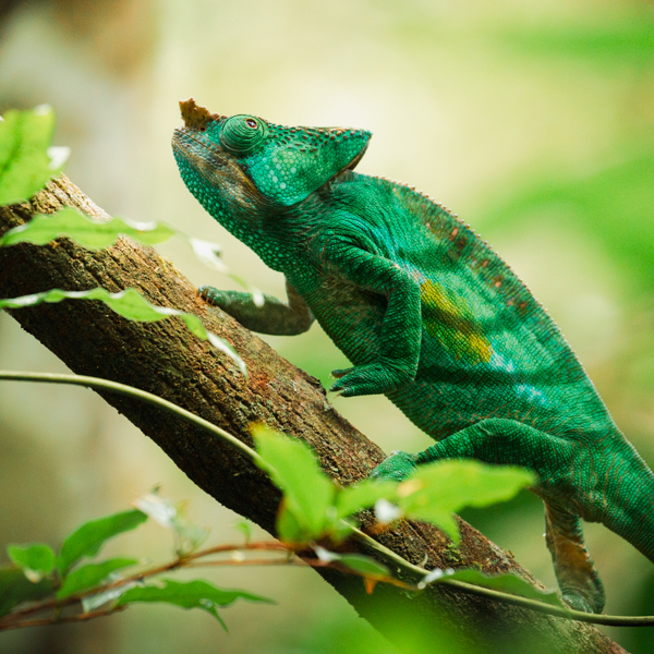 Kamæleon kravler op ad en gren