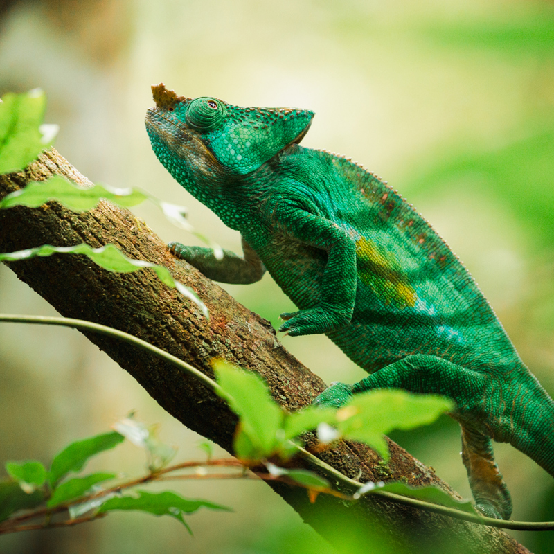 Kamæleon kravler op ad en gren