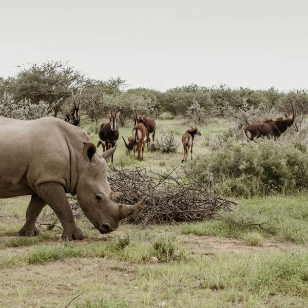 Okapuka Safari Lodge - Game Drive