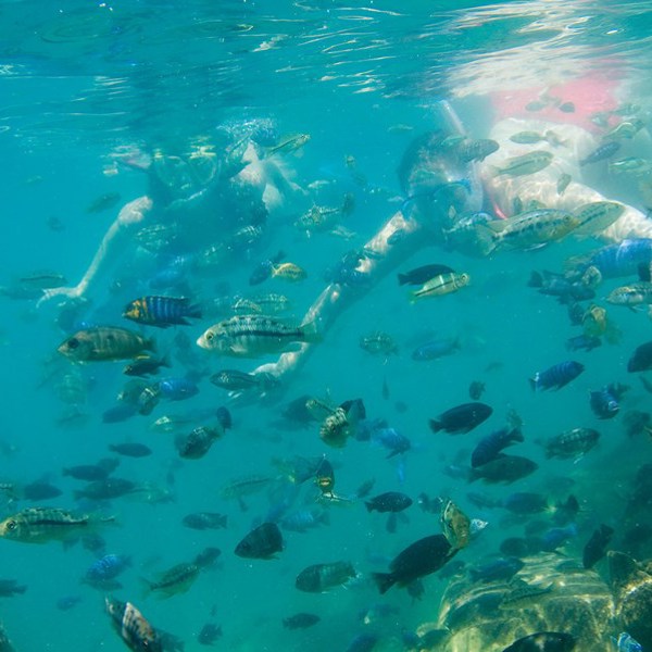 To personer snorkler efter de farverige fisk i Lake Malawi