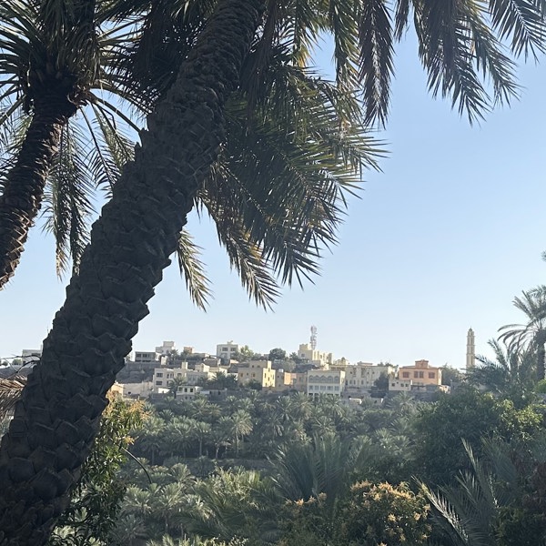 Palmer i Misfah Al Abryeen i Oman