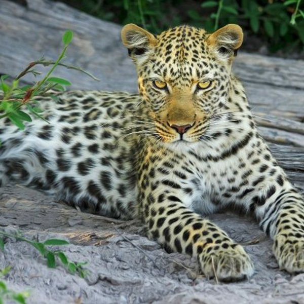 Leopard der slapper af i Moremi - Botswana