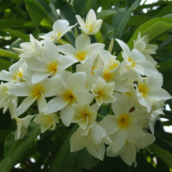 Smukke blomster i de grønne blade