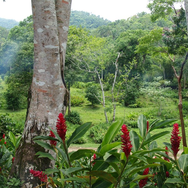 Frodige Las Terrazas, Cuba