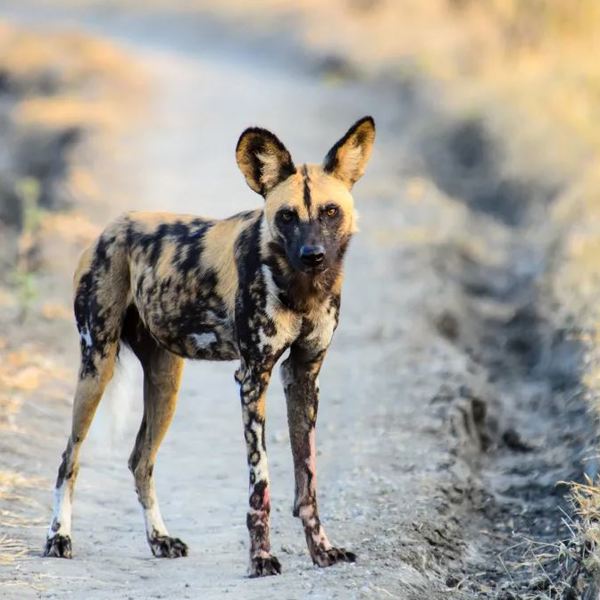 Tanzania - Nyerere Nationalpark - Vild hund
