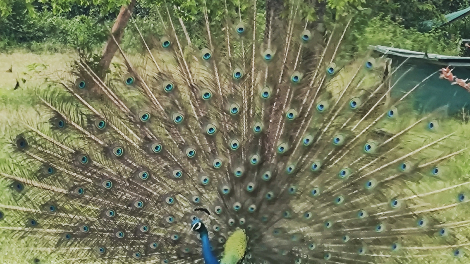 Påfugl Sri Lanka 2025