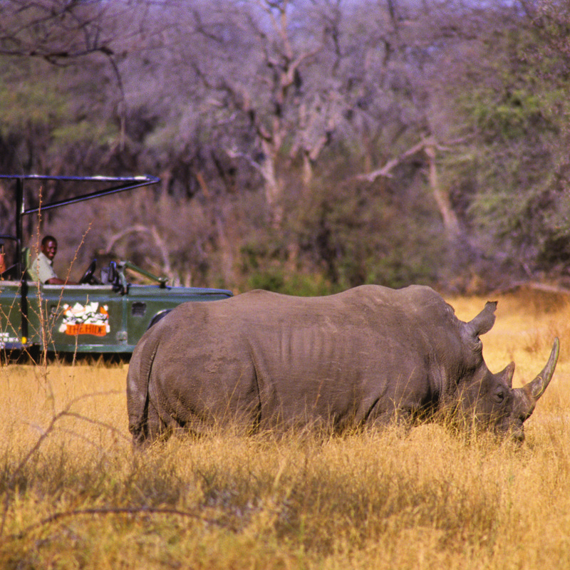 Rhino on drive