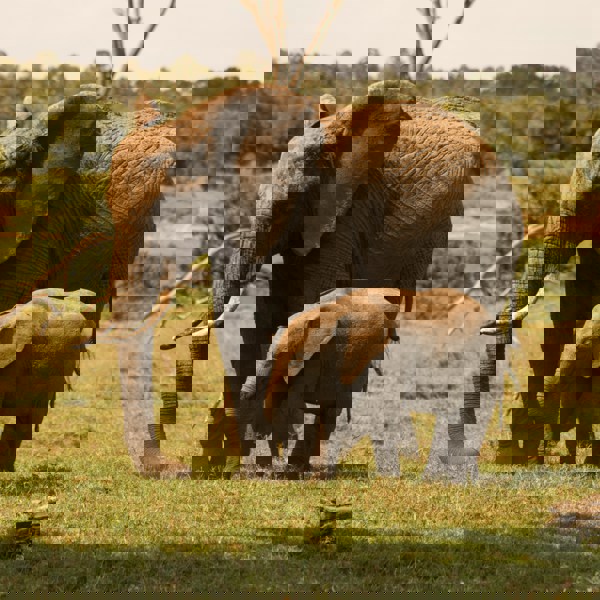 savanna elefants cuddling