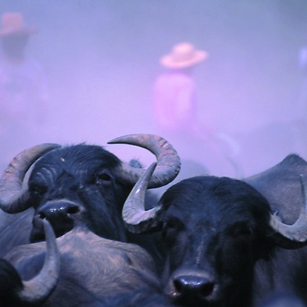 Campos do Marajo bøfler