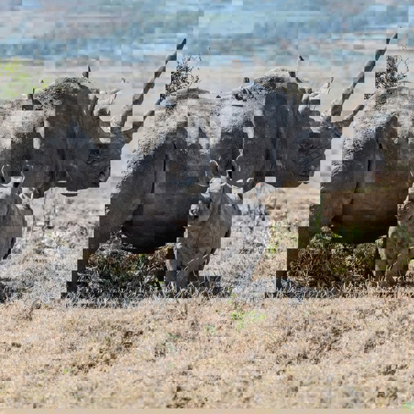 Rhino and rhino babby ind the wild