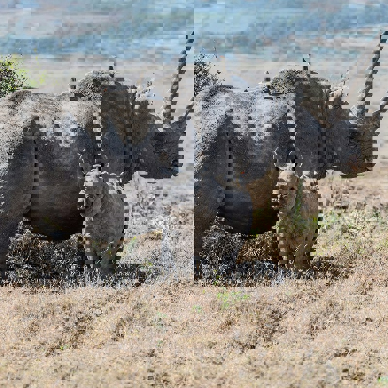 Rhino and rhino babby ind the wild