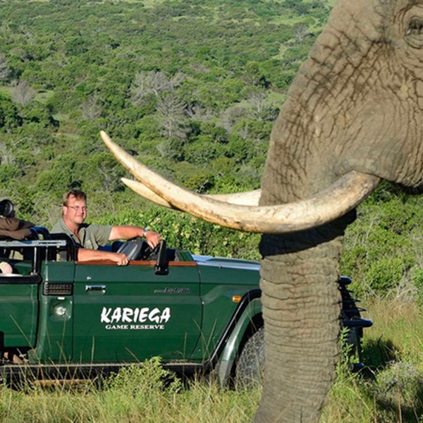 Game Drive i Kariega og elefant