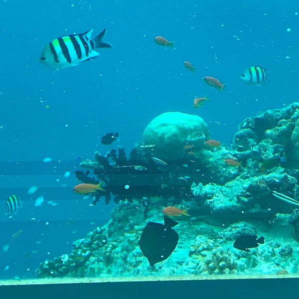 Undervandsresturant på Baa Atholhu