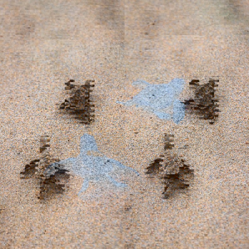 josue-soto-v9zljzMw0S8-unsplash