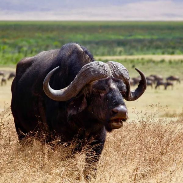 Tanzania - Ruaha Nationalpark