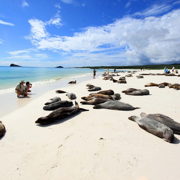 Galapagos - søløver