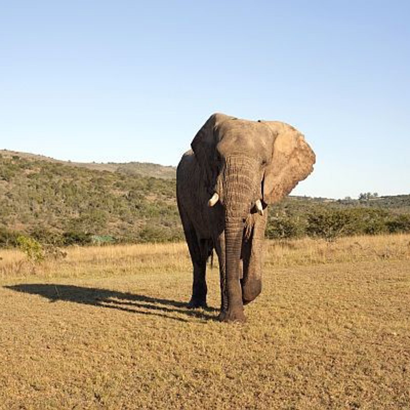 Elefant i Addo, Sydafrika