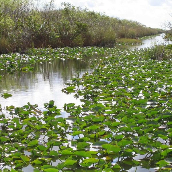 Everglades, Florida, USA