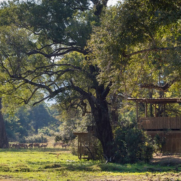 Rejs til Zambia og bo i bushcamps