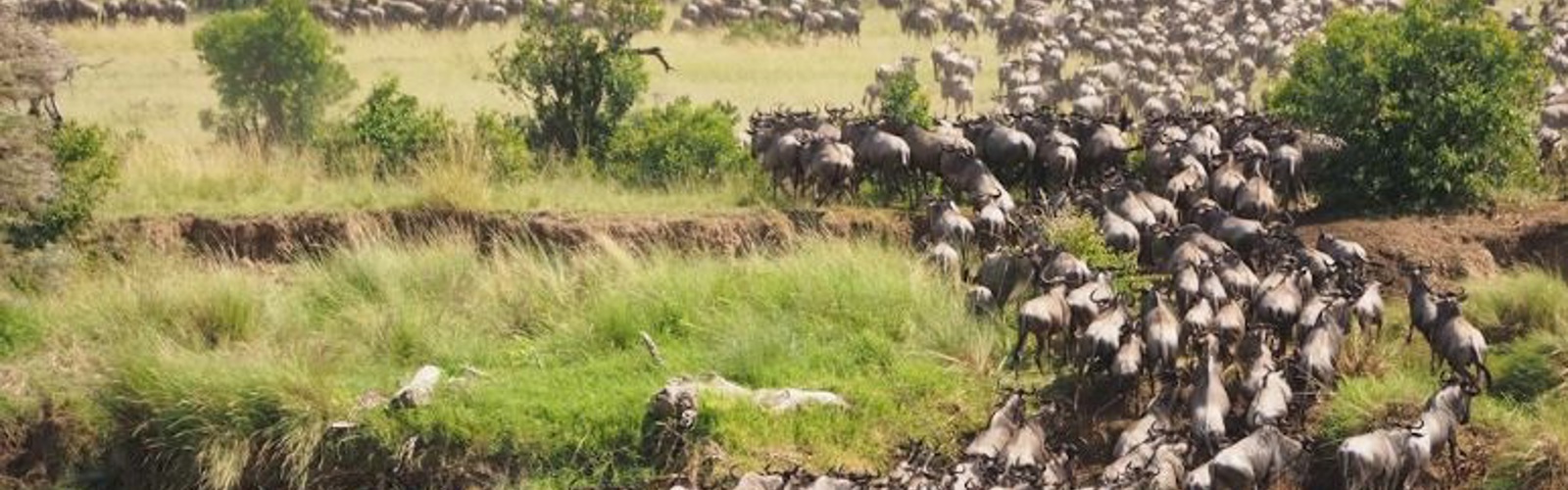 Maasai Mara Unsplash 2