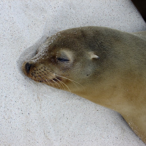 Syvsover sæl, Galapagos