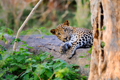 Sri Lanka -Yala - Leopard spotted during Safari