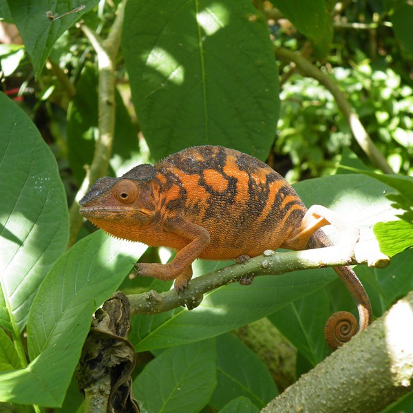 En kamæleon gemmer sig i et træ