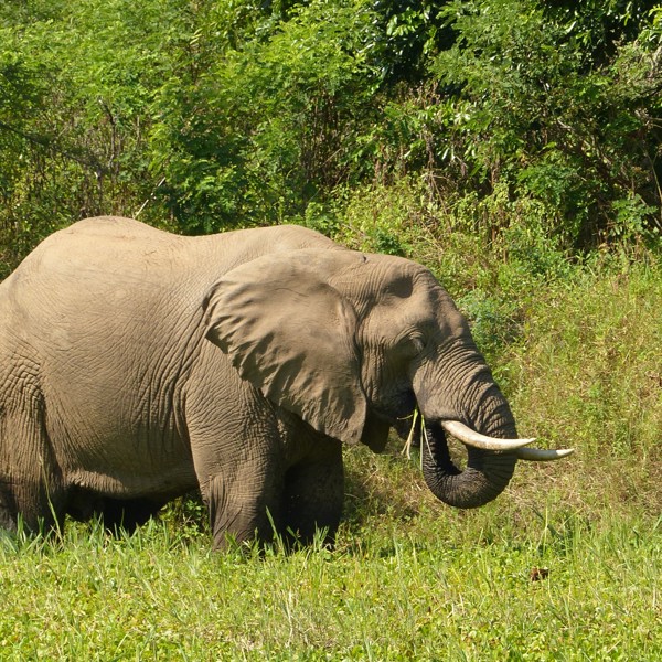 Leopard, Lower Zambezi, Zambia