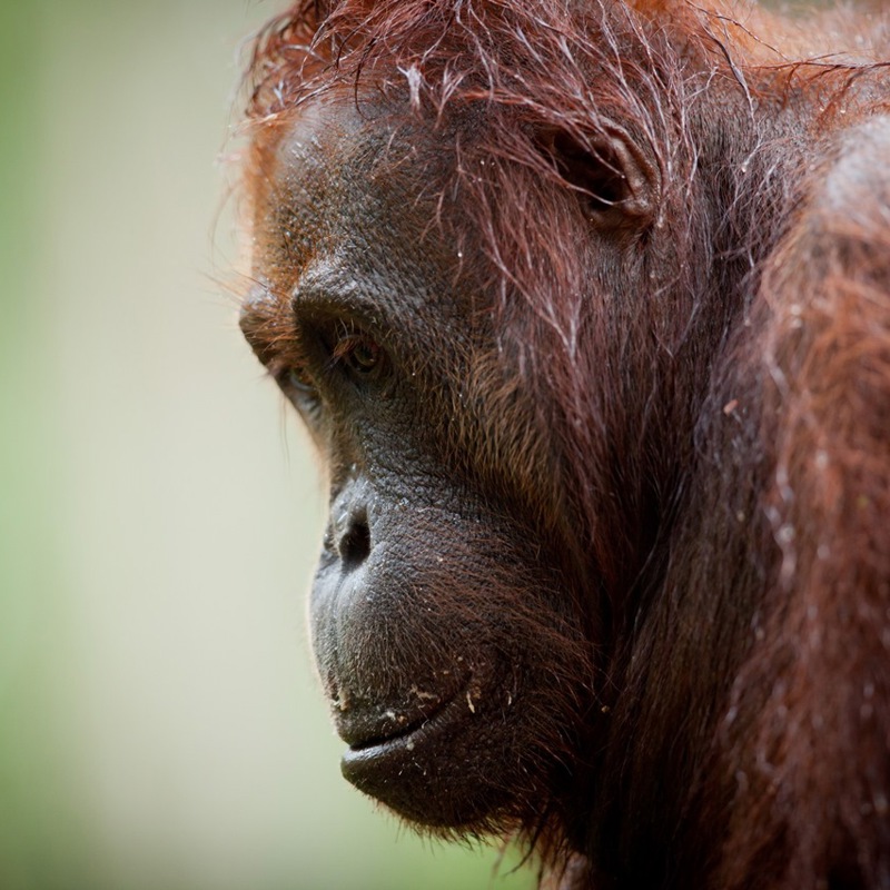 Stor han orangutang, Borneo, Malaysia