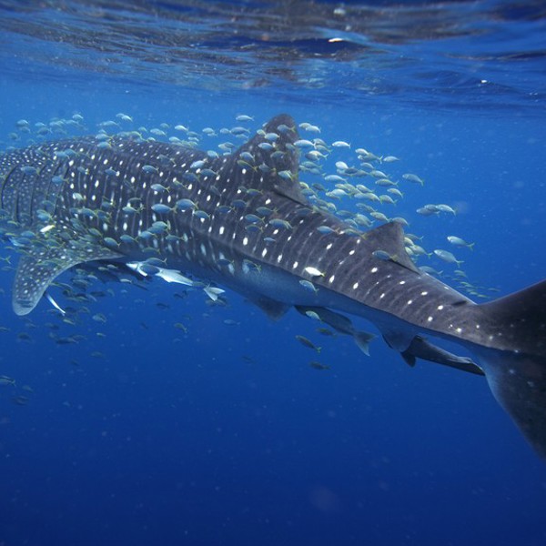 Vejskilt i Western Australia, Australien