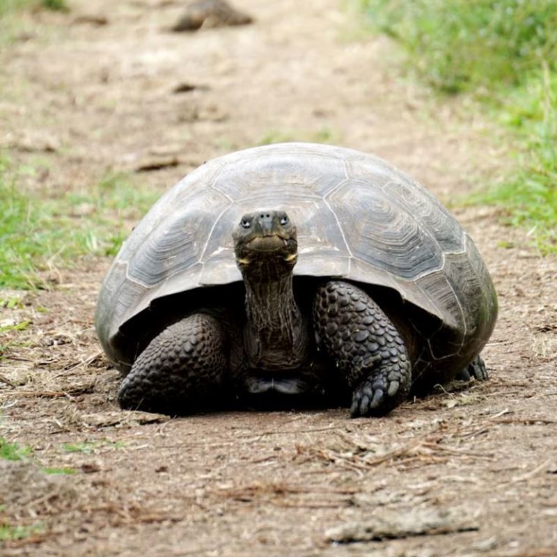 Santa Cruz - Puerto Ayrora