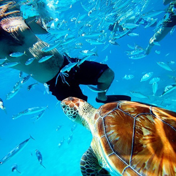 Dykning på Barbados