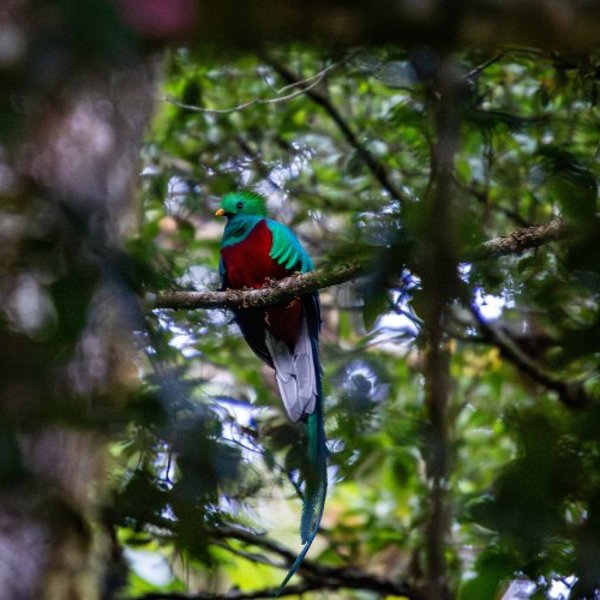 Rejser til San Gerardo de Dota