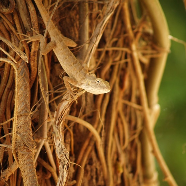 oplevelser og dyr i ranthambore
