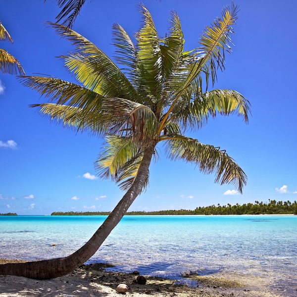 En palme i vandkanten, Rangiroa