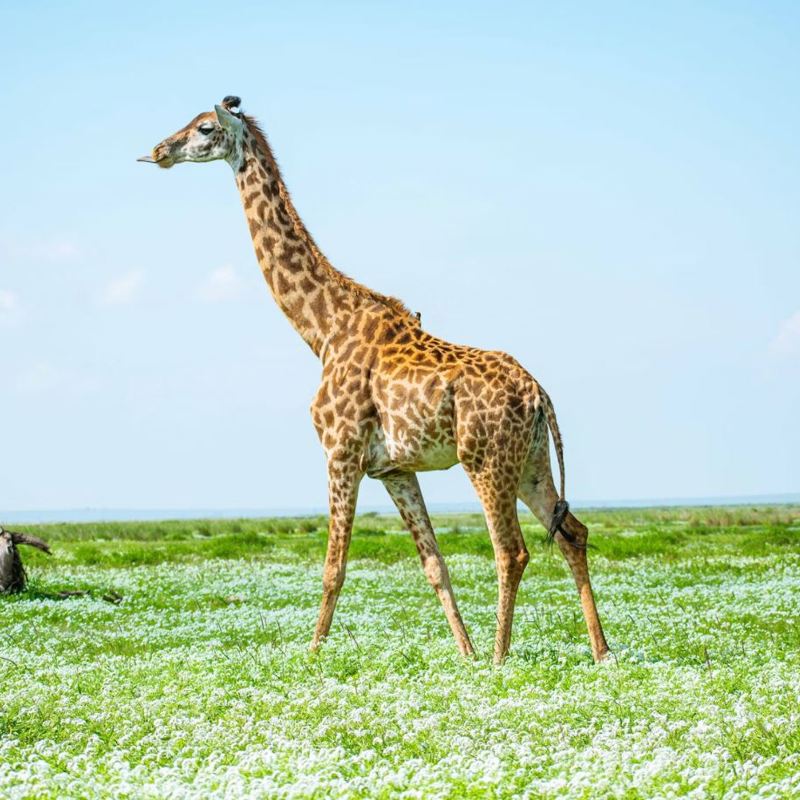 I:\AXUMIMAGES\Afrika\Kenya\Amboseli\Giraf