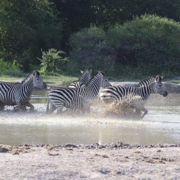 Zebra i vand i Nxai Pan, Botswana