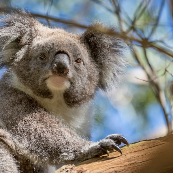 Australien, Great ocean road