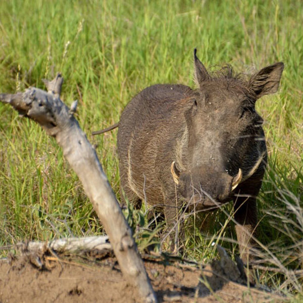 Bush camps i Sydafrika
