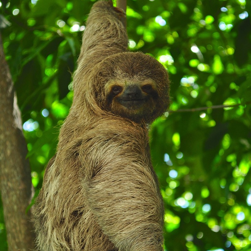 Dovendyr hænger på træerne langs Costa Ricas jungle