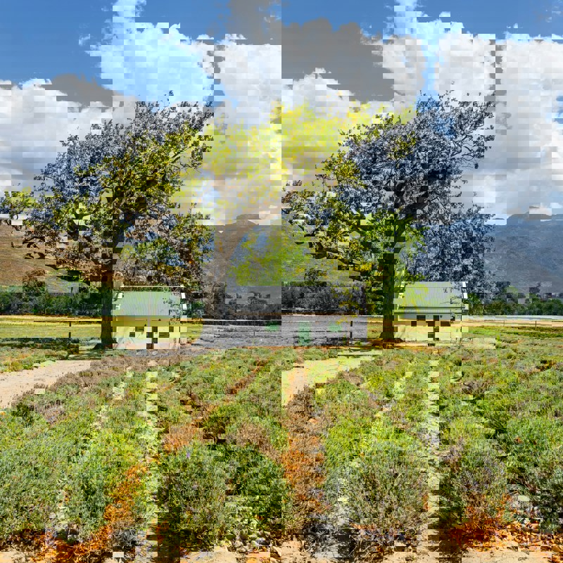 tiaan-van-zyl-vJmJtm7AhJE-unsplash