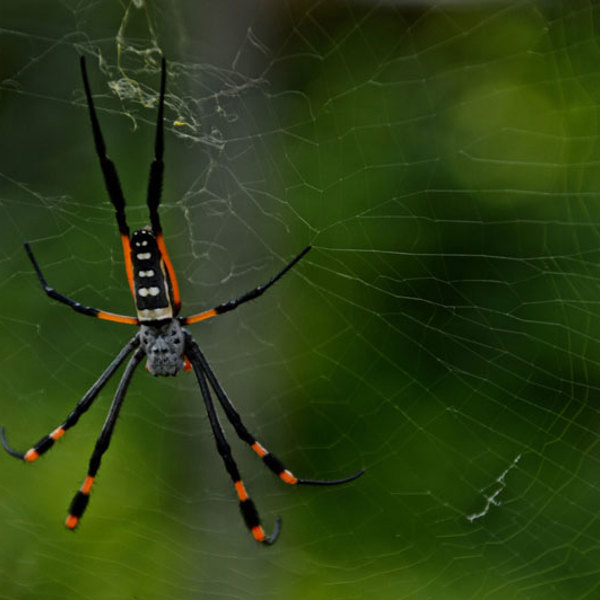 Edderkop i sit spind på bush walk