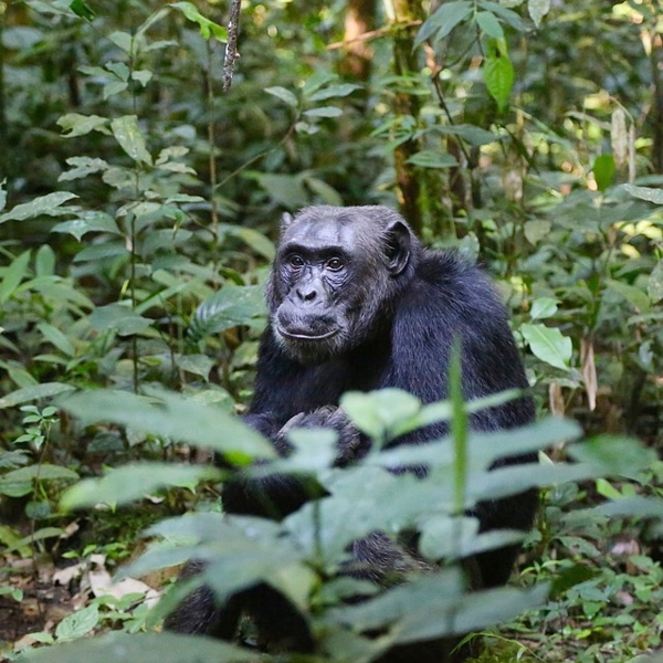 Bjerggorilla i Uganda