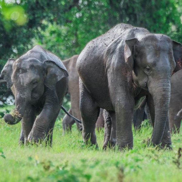 Elefant - Sri Lanka