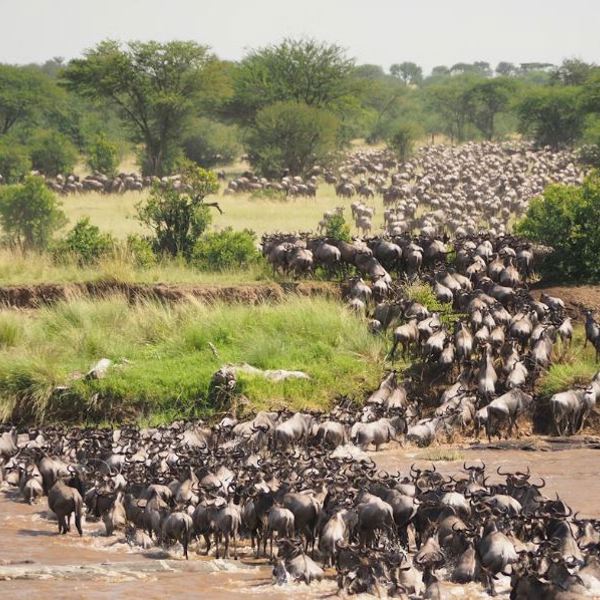 serengeti unsplash
