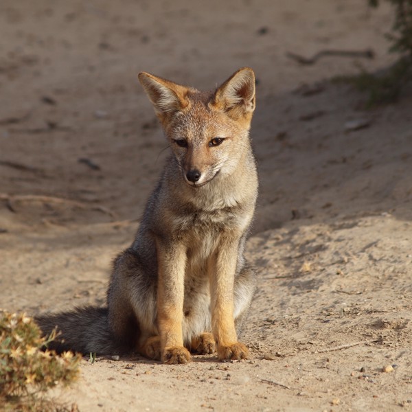 Dyreunge ved peninsula Valdes i Argentina