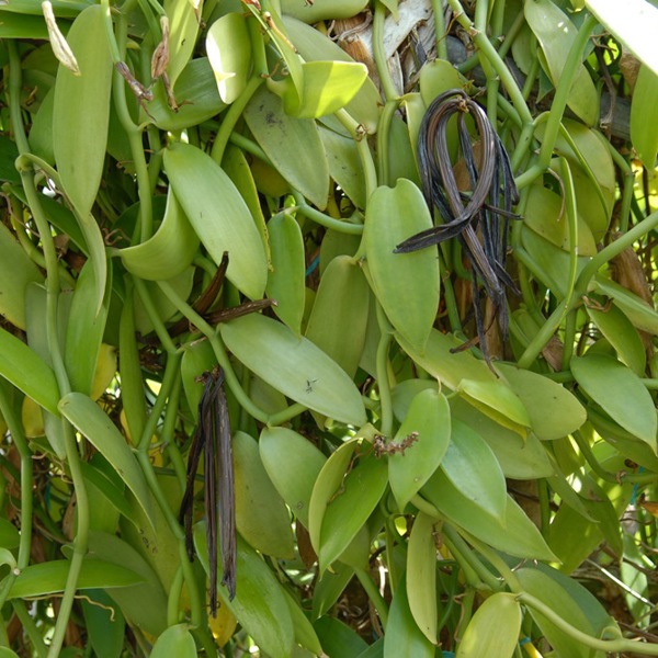 Vaniljeplante La Reunion