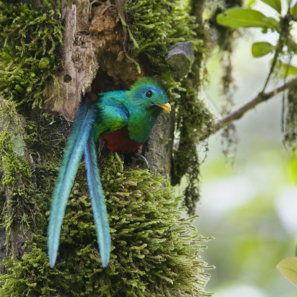 quetzal