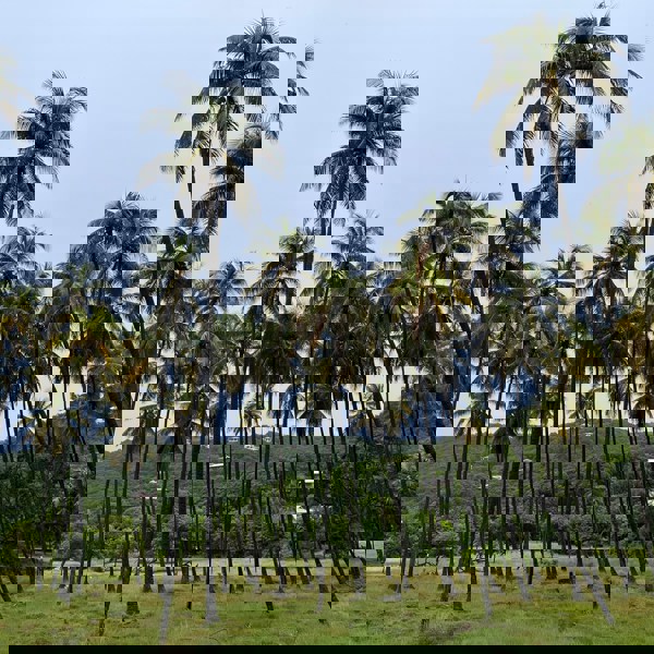 Palmer der stikker op i Sam Hallett