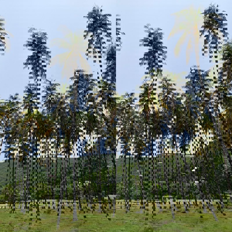 Palmer der stikker op i Sam Hallett